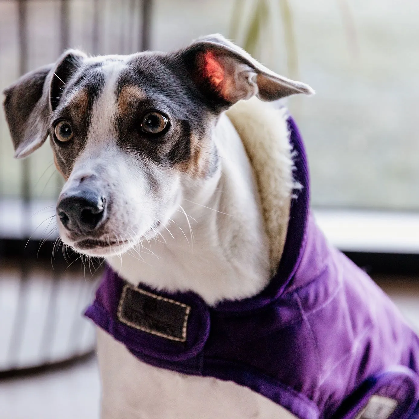 Kentucky Dogwear Dog Coat - Purple