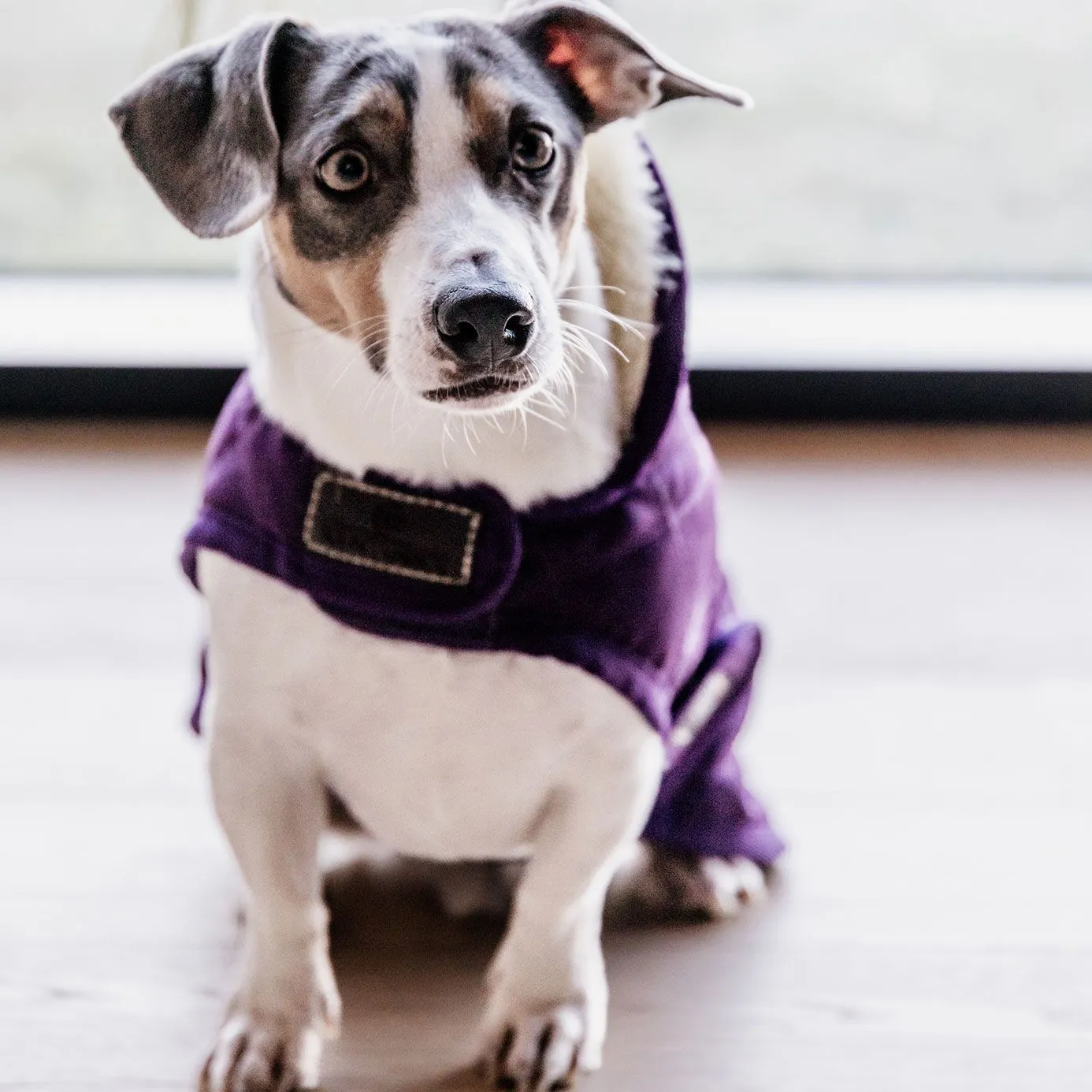 Kentucky Dogwear Dog Coat - Purple