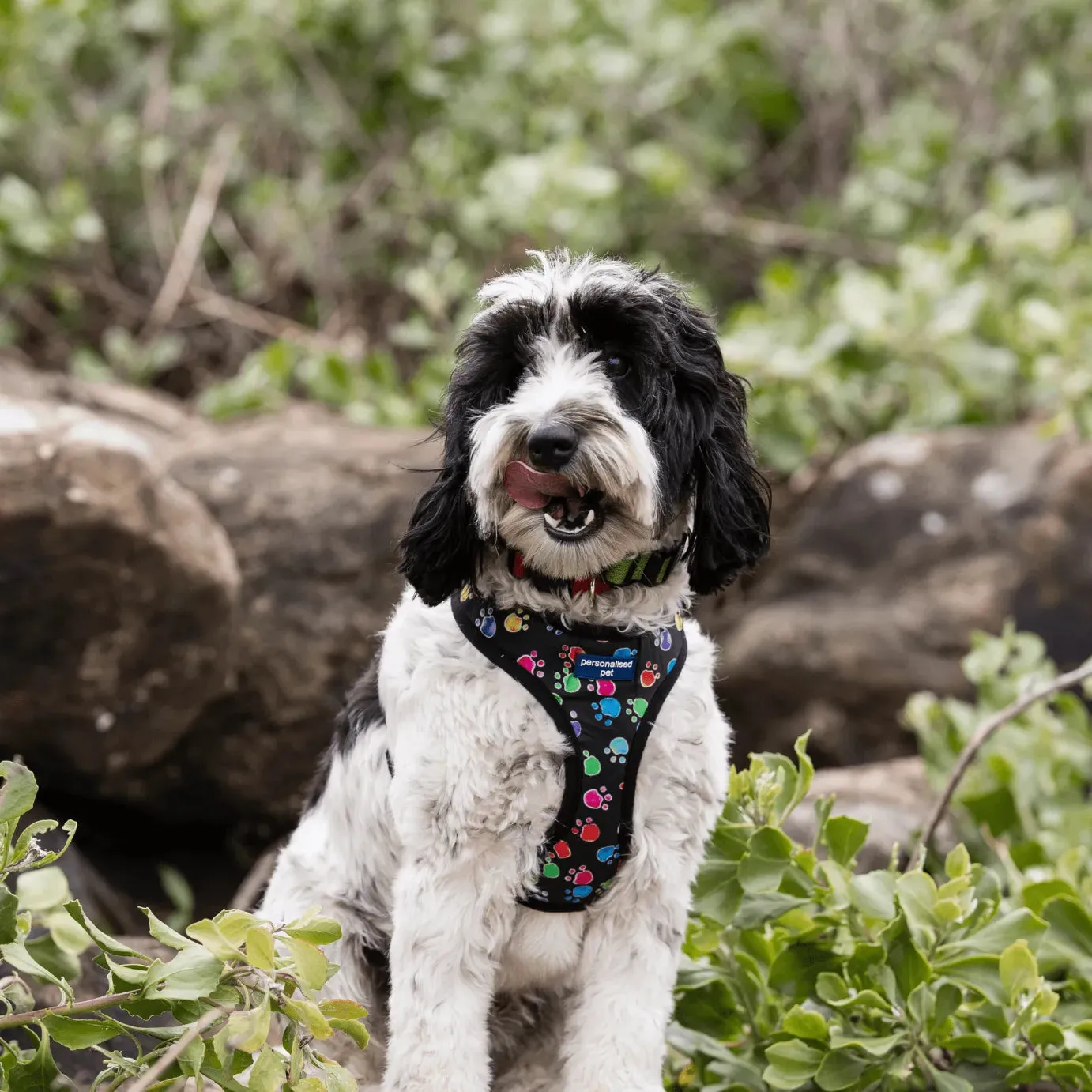 Personalised DOG HARNESS Paw Multi - Embroidered