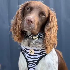 Willow Walks Reversible Harness in mono zebra and multi